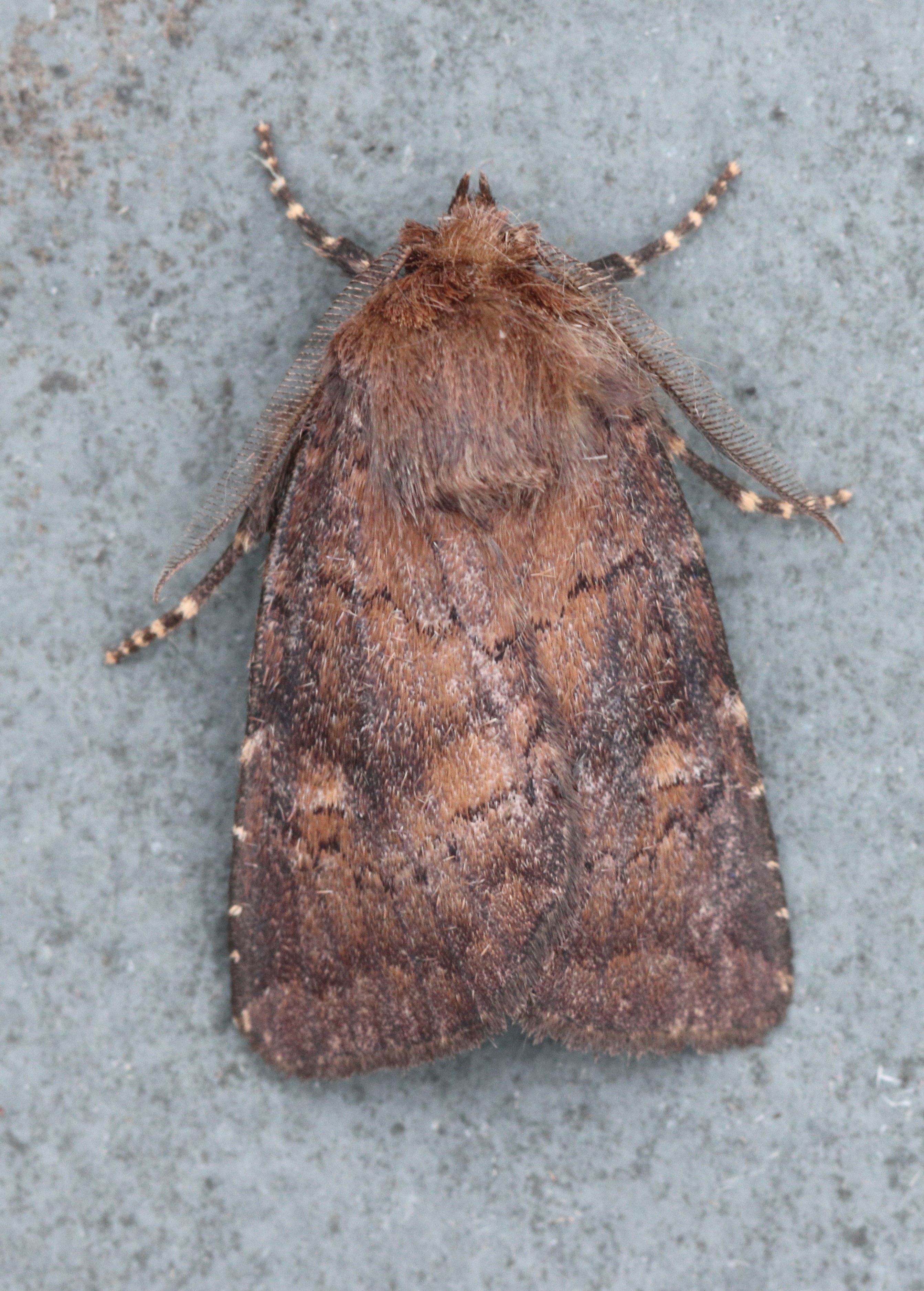 Photo of Brown Rustic (Rusina ferruginea)